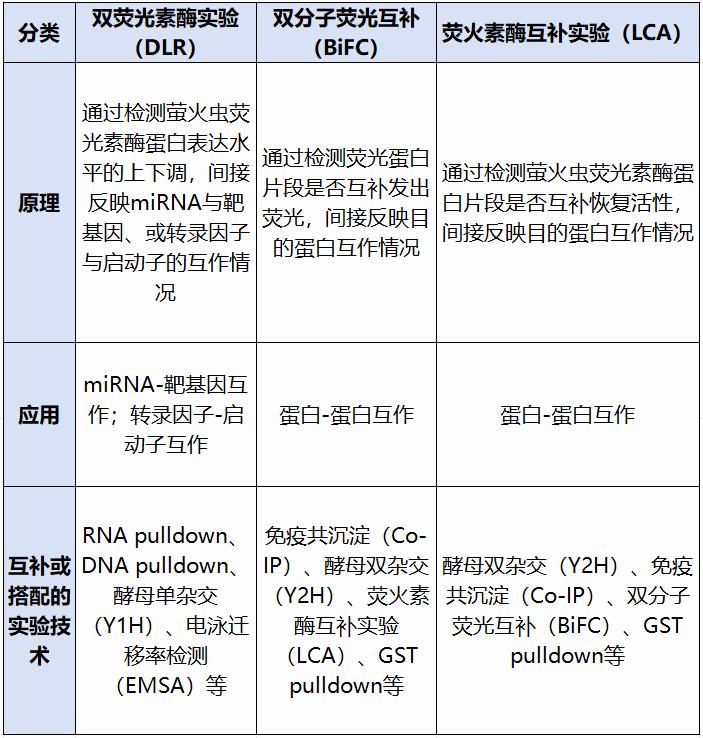 bifc双分子荧光互补